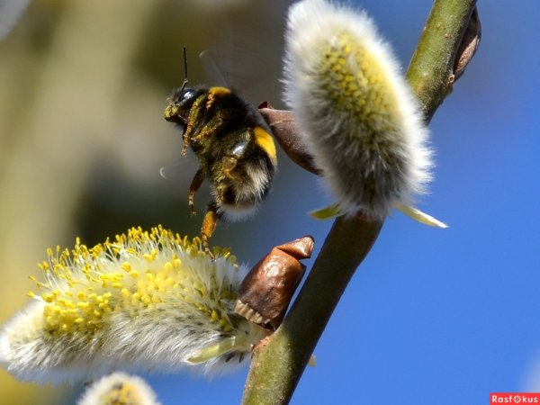 Весна просыпаются насекомые