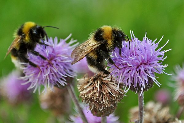 Шмель пахучий