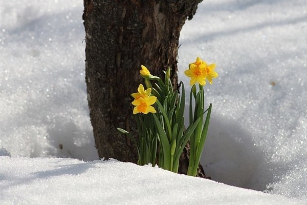 Весеннего настроения зимой