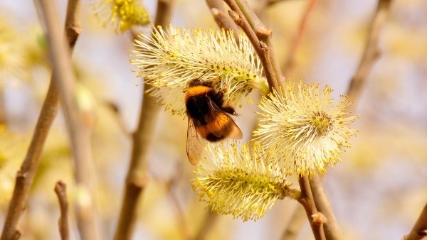 Насекомые Шмель на вербе
