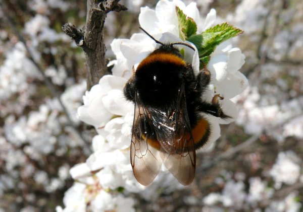 Шмель на черемухе