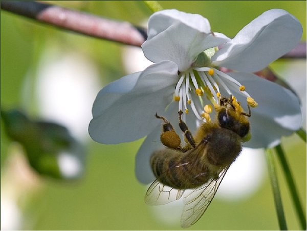 Весенние пчелы