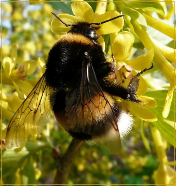Шмель Северный