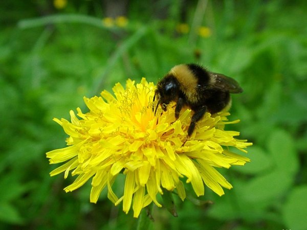 Шмель на одуванчике