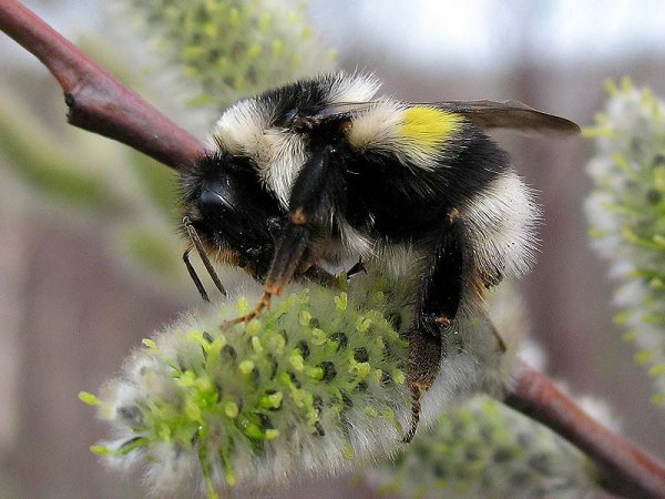 Шмель весной