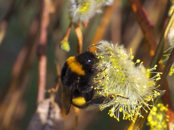 Шмель на иве
