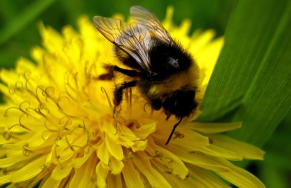 Шмель опыляет цветы