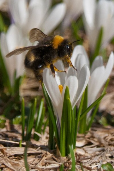 Пчелы весной