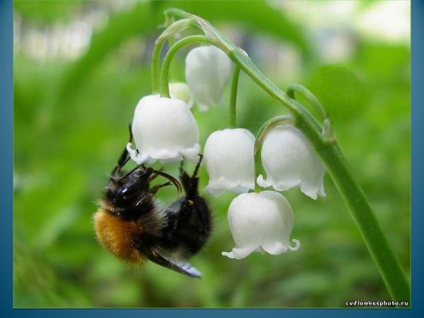 Опыление ландыша