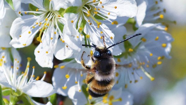 Шмель Бунин