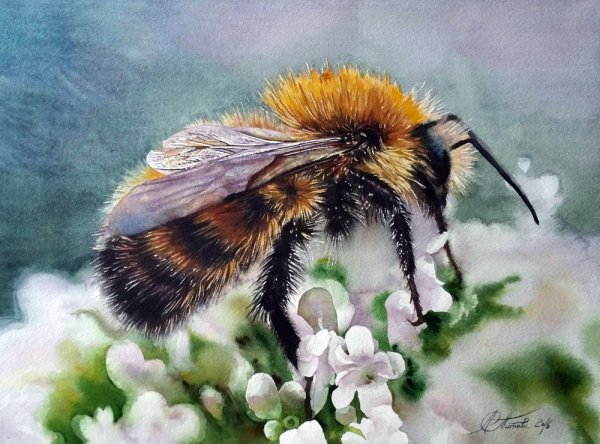 Шмель весной