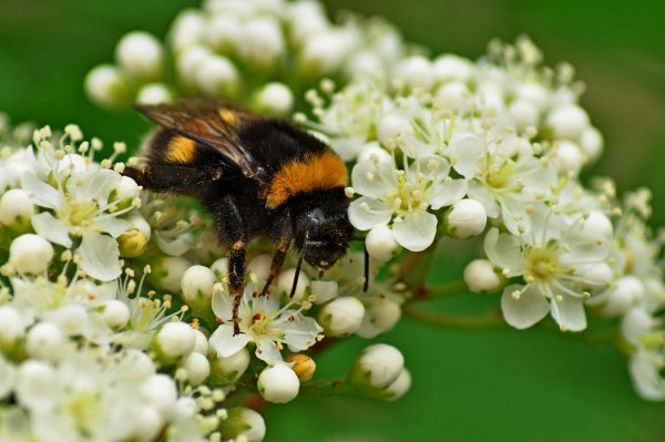 Цветы мультяшные