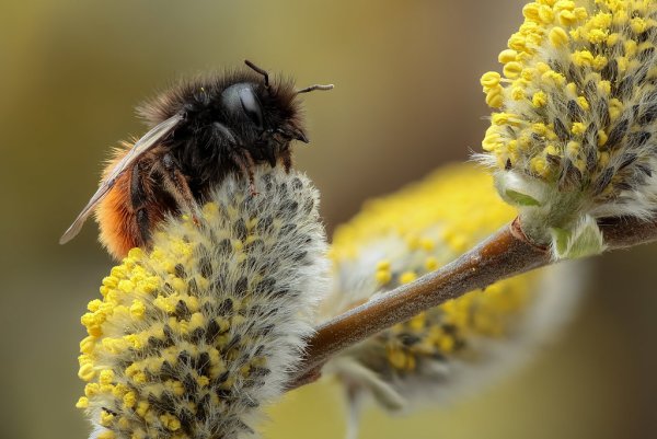 Шмель на цветущей яблоне