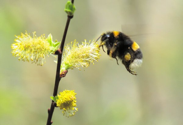 Верба цветёт пчелы