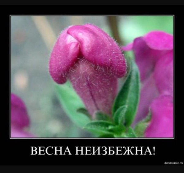 Весна неизбежна картинки