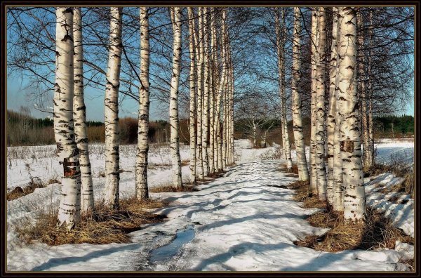 Весенняя береза