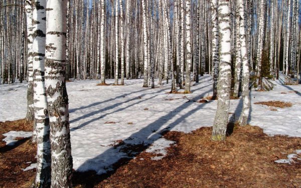 Береза весной