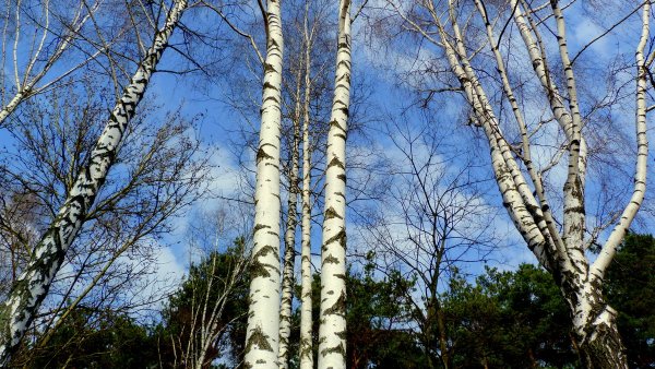 Береза ранней весной