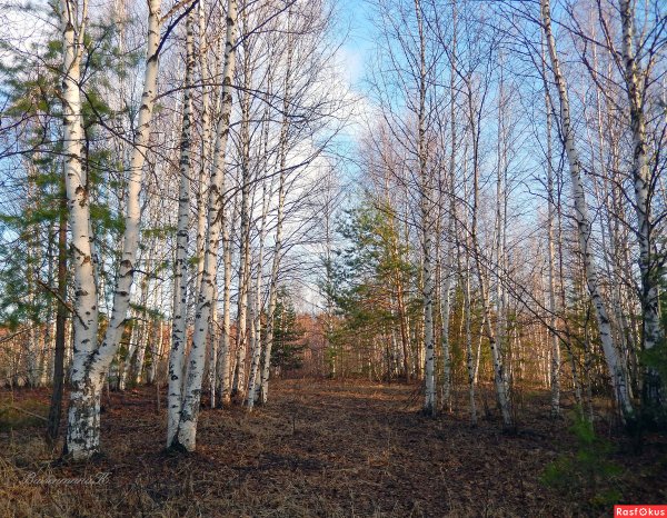 Березовая роща ранней весной