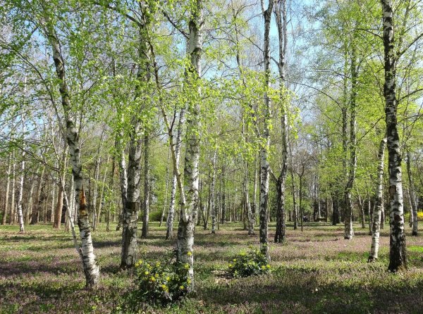 Березовая роща ранней весной