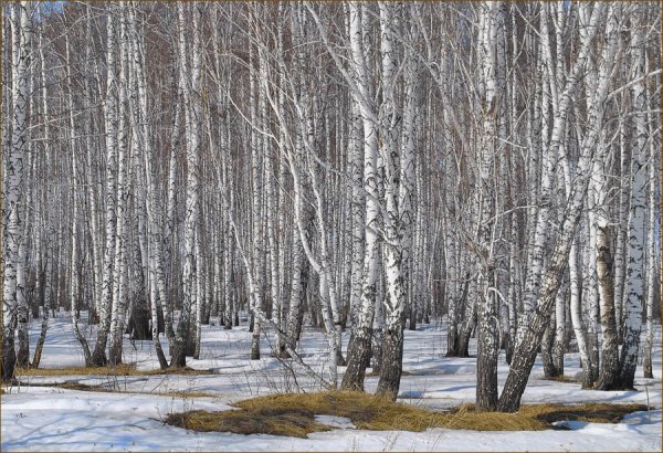 Ранняя Весна березы