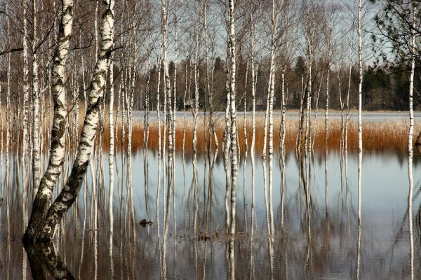 Ранняя Весна березы
