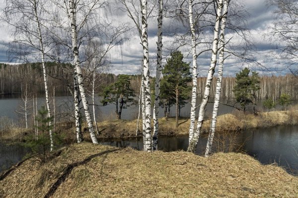 Береза Утилис