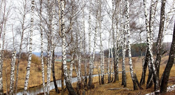 Березовый лес в марте