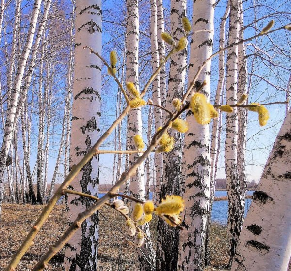 Береза весной