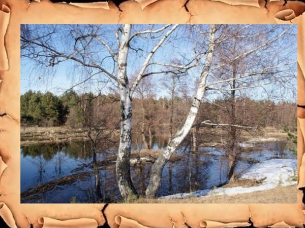 Березы ранней весной у реки фотопейзаж