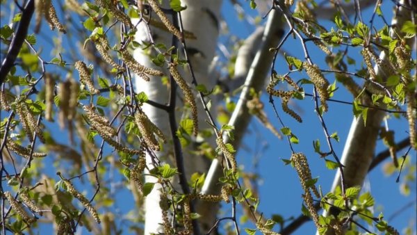 Берёза распускает листья