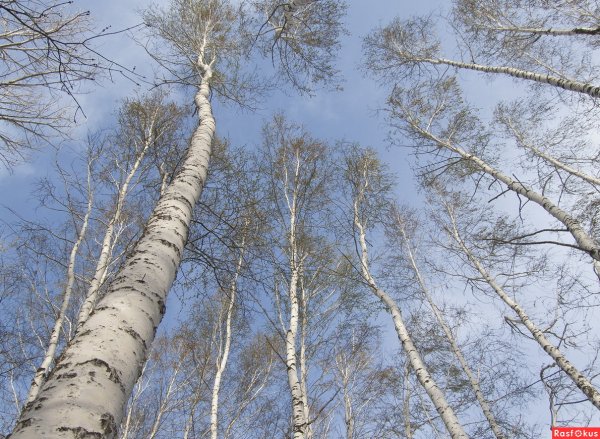 Весеннее небо и березы