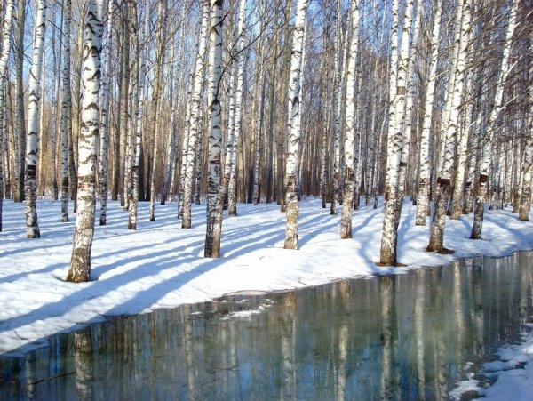 Весна береза март