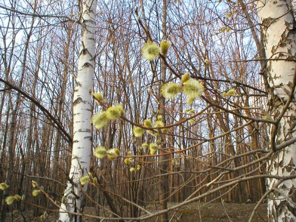 Верба и осина