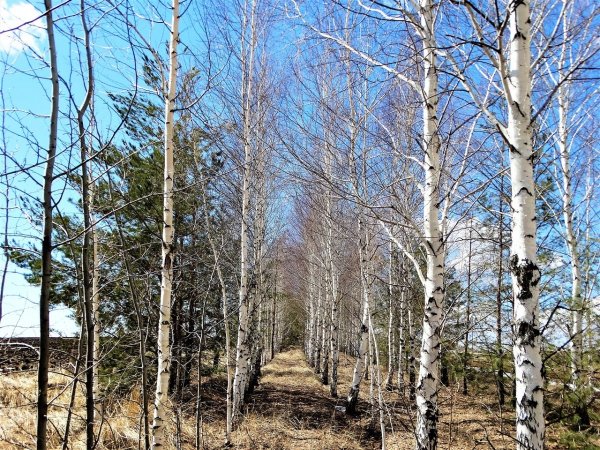 Березовая роща ранней весной чага