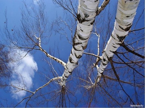 Весеннее небо и березы