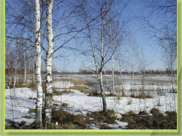 Береза ранней весной