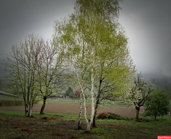 Береза ранней весной