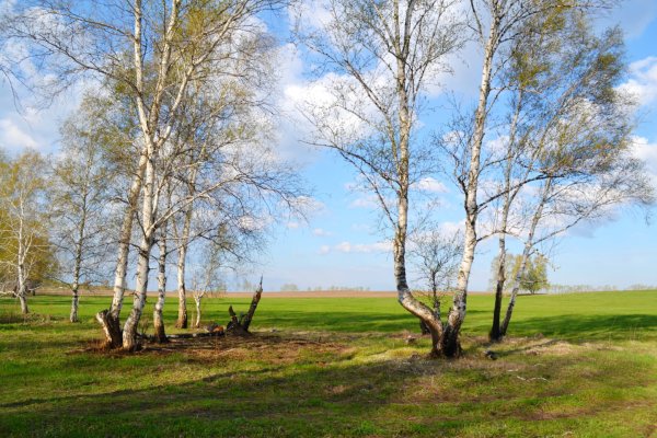 Весеннее небо и березы