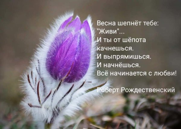 Весна шепнула мне живи