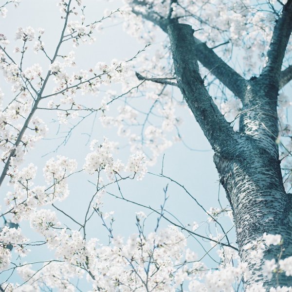 Весна шепнет тебе живи и ты