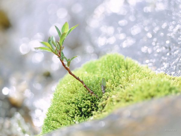 Весна шепнет тебе живи Рождественский