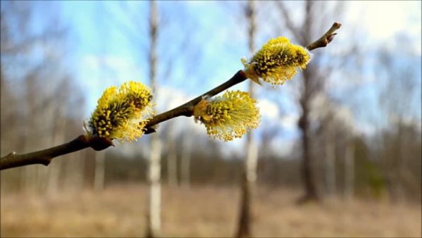 Весна шепнет тебе