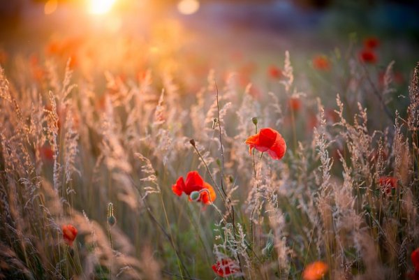 Елена Сениченко картины