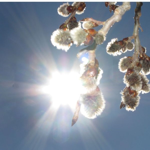 Весенняя девушка