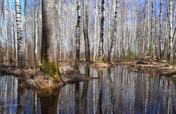 Весна в лесу
