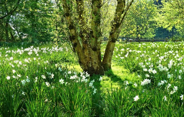 Трава цветы
