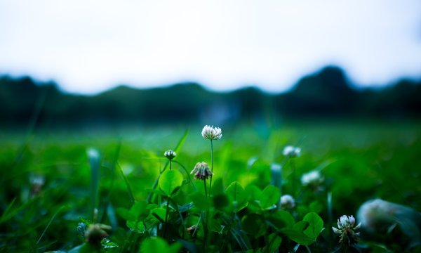 Зелень цветы