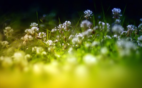 Весна зелень цветы