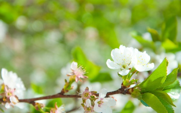 Майская зелень